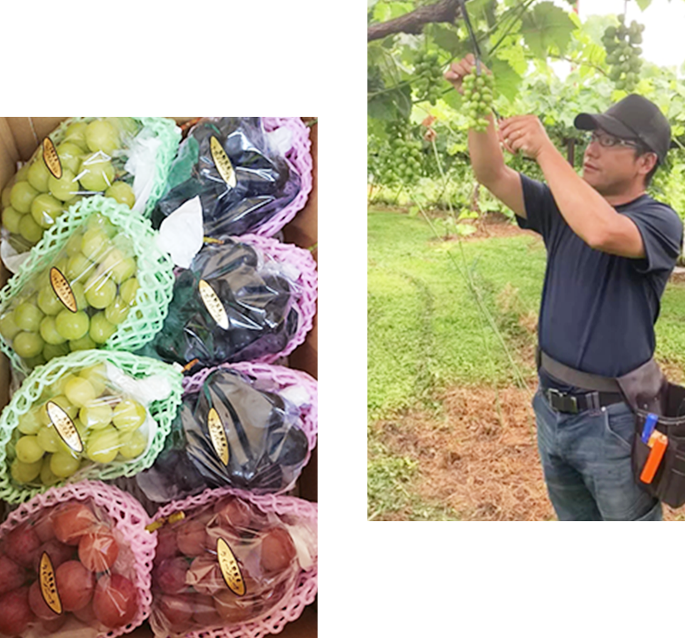 私たちの栽培品種